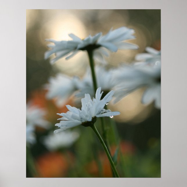 20 x 16 tum, Poster Pappert (projektionsyta) (Framsidan)