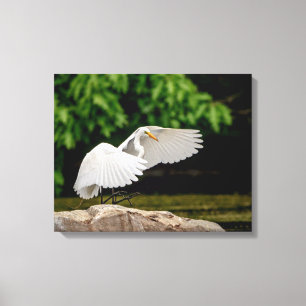 20 x 16 Underbar Egret Canvastryck