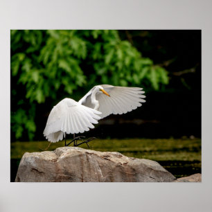 20 x 16 Underbar Egret Poster