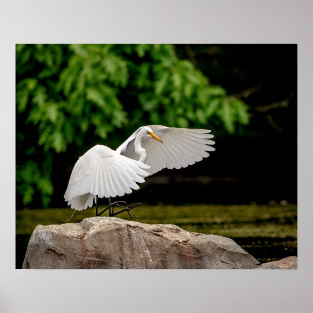 20 x 16 Underbar Egret Poster (Framsidan)