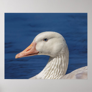 20 x 16 White Canadian Goose Poster