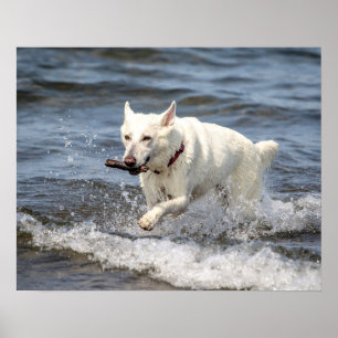 20 x 16 White German shepard på Sjö George Poster