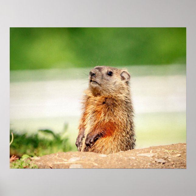 20 x 16 Young Groundhog Poster (Framsidan)