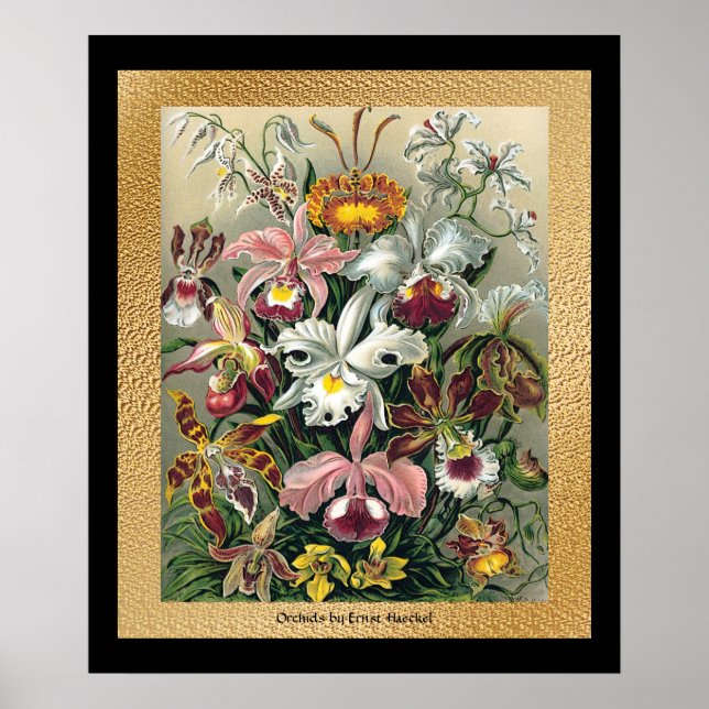 20 x 24 Svart och Guld Poster (Framsidan)