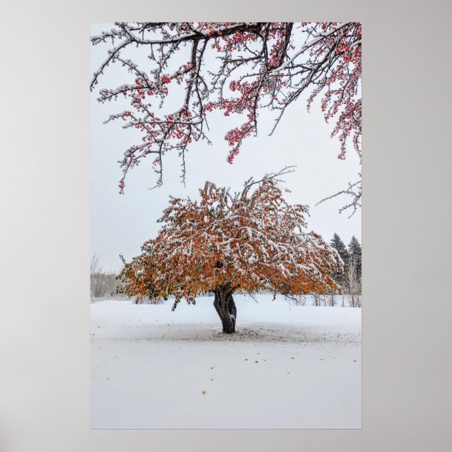 20 x 30 väggPoster Poster (Framsidan)