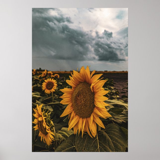 20 x 30 väggPoster Poster (Framsidan)