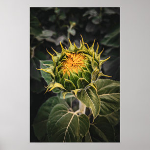 20 x 30 väggPoster Poster