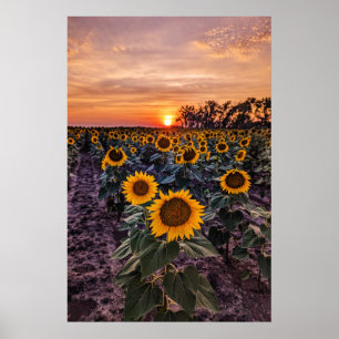 20 x 30 väggPoster Poster