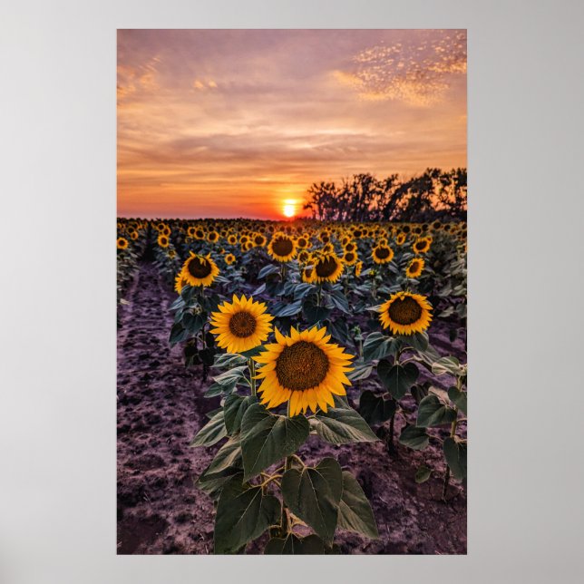 20 x 30 väggPoster Poster (Framsidan)