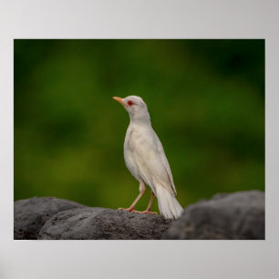 20x16 Albino Robin i Krona Point Poster
