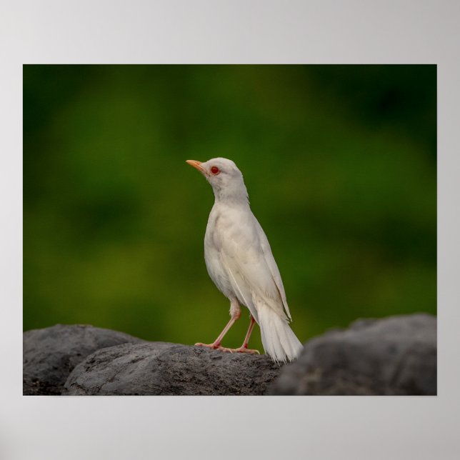 20x16 Albino Robin i Krona Point Poster (Framsidan)