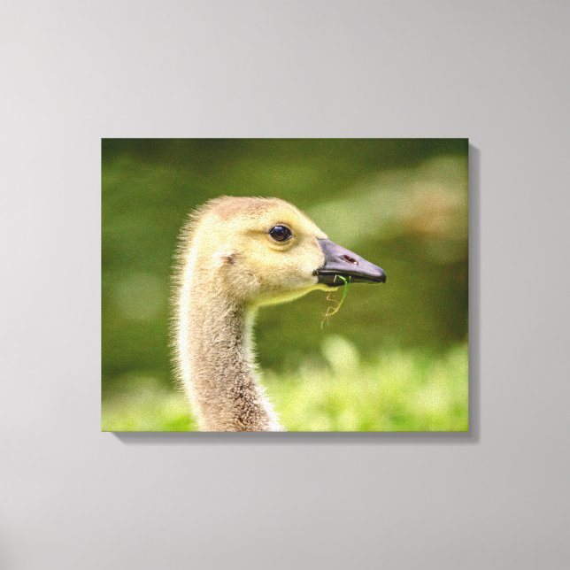 20x16 Canadian Goose (Gosling) Canvastryck (Framsida)