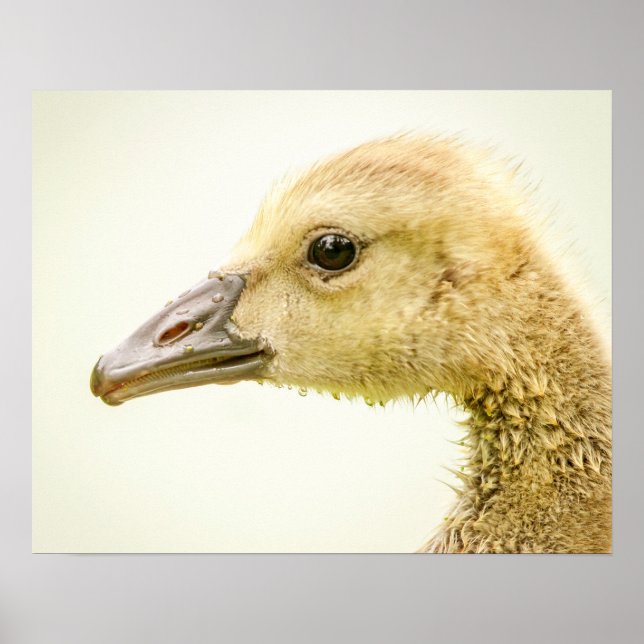 20x16 Canadian Goose (Gosling) Poster (Framsidan)