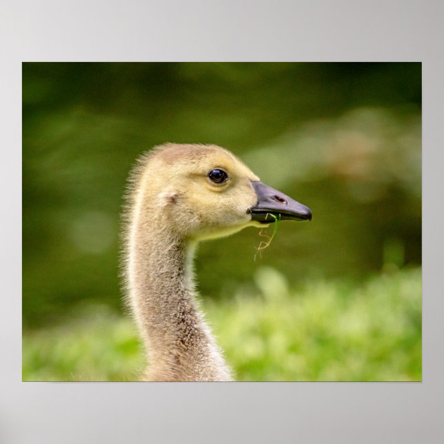 20x16 Canadian Goose (Gosling) Poster (Framsidan)
