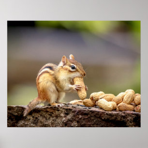 20x16 Chipmunk som äter en jordnöt Poster