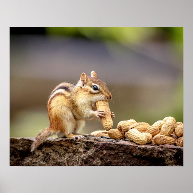 20x16 Chipmunk som äter en jordnöt Poster (Framsidan)