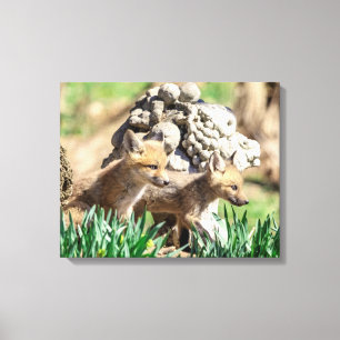 20x16 Fox Kits i Hudson Valley Canvastryck