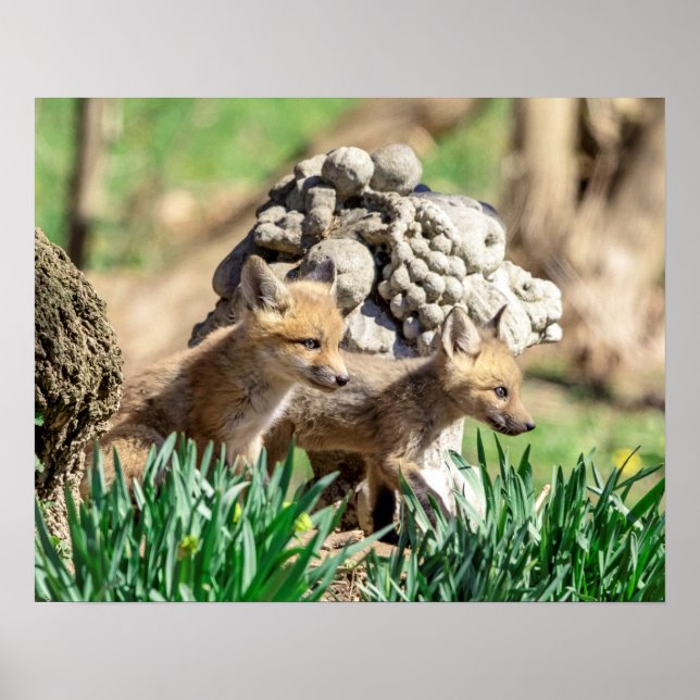 20x16 Fox Kits i Hudson Valley Poster (Framsidan)