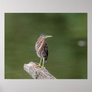 20x16 Grönt Heron i logg Poster