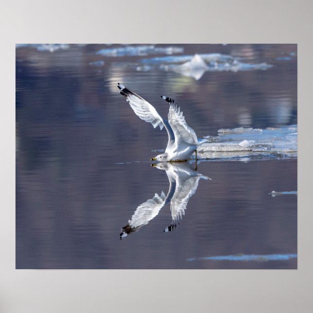 20x16 Gull-reflektioner Poster (Framsidan)