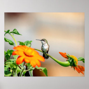 20x16 Hummingbird på en blommar anläggning Poster