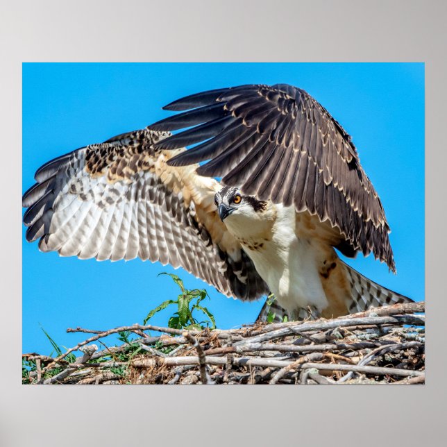 20x16 Juvenile Osprey i boet Poster (Framsidan)