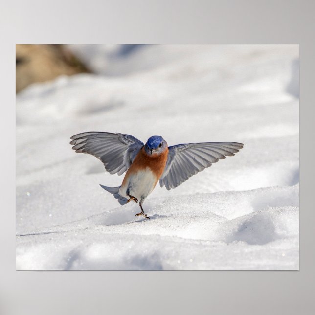 20x16 Östra Blåfågeldans i snö Poster (Framsidan)