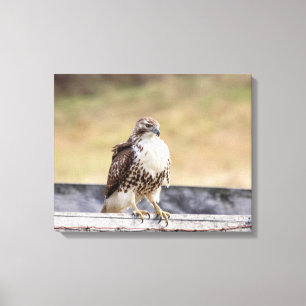 20x16 Porträtt av en omogen röd tailändsk Hawk Canvastryck