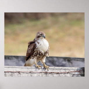 20x16 Porträtt av en omogen röd tailändsk Hawk Poster