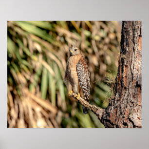 20x16 Red Shouled Hawk i träd Poster