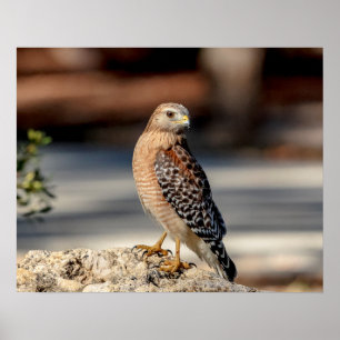 20x16 Red Shouled Hawk på sten Poster