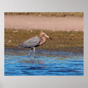 20x16 Reddisch Egret på North Beach Poster