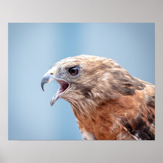 20x16 Röd skulderad hawk Poster (Framsidan)