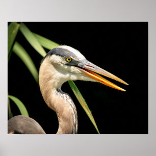 20x16 Underbar blå Heron Poster