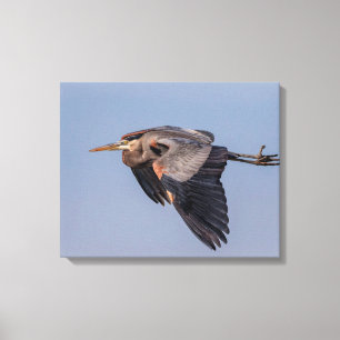 20x16 Underbar Blue Heron under flygning Canvastryck