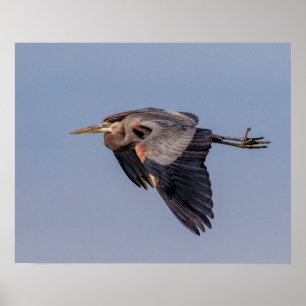 20x16 Underbar Blue Heron under flygning Poster