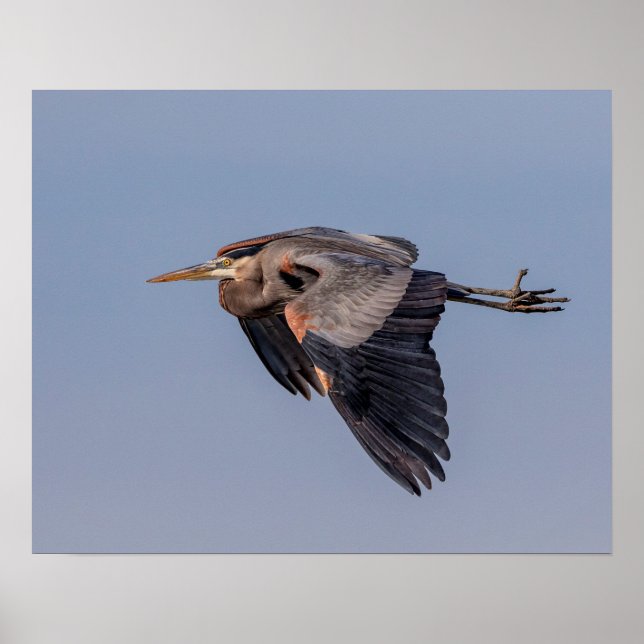 20x16 Underbar Blue Heron under flygning Poster (Framsidan)