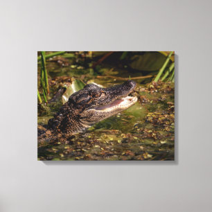 20x16 Young Alligator Canvastryck