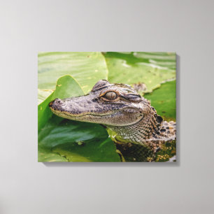 20x16 Young Alligator Canvastryck