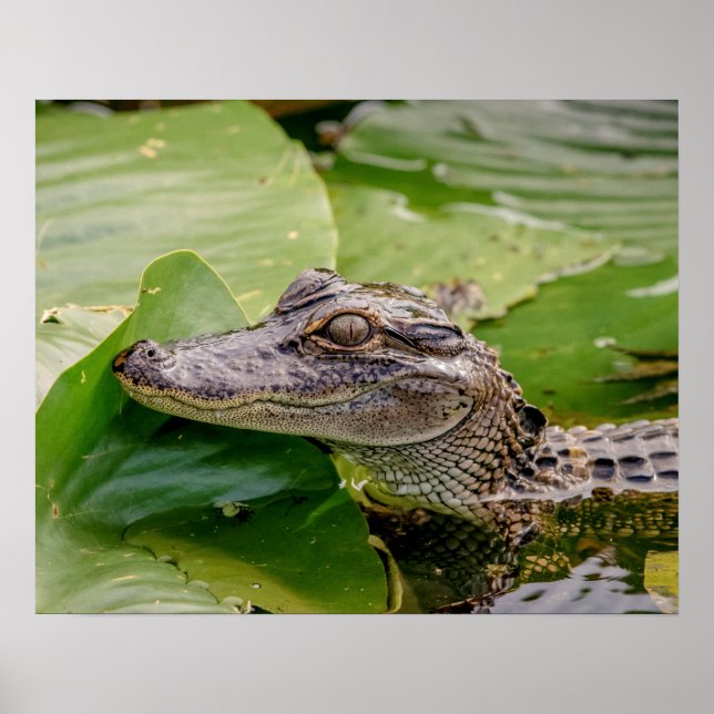 20x16 Young Alligator Poster (Framsidan)