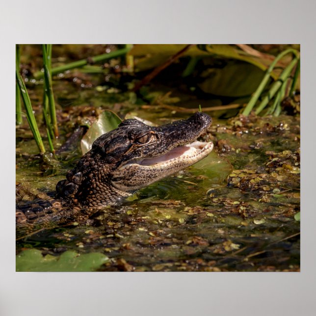20x16 Young Alligator Poster (Framsidan)