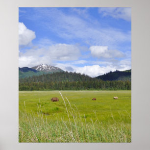 20x24 Poster Papprare (projektionsyta) av grizzlyb