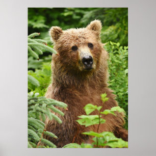 20x28 Poster (projektionsyta) med grizzlybjörn