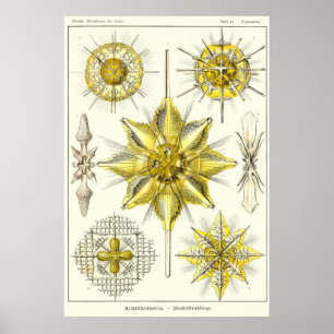 21 Acanometra Poster