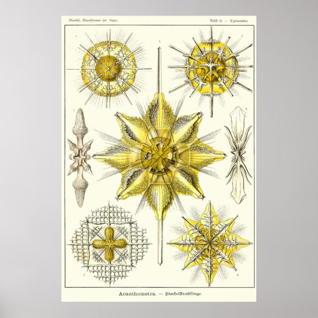 21 Acanometra Poster (Framsidan)