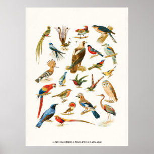 22 Fågelarter L. Prang & Co Botanical Poster
