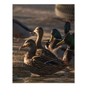 2318-Female Mallard Ankor Fototryck