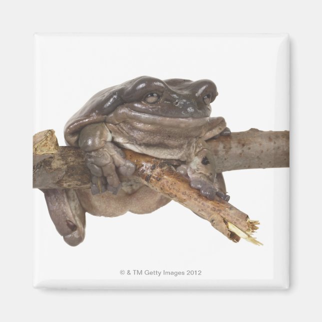 23568138 MAGNET (Framsidan)