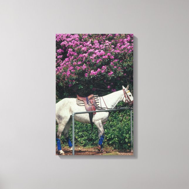 23893981 CANVASTRYCK (Framsida)