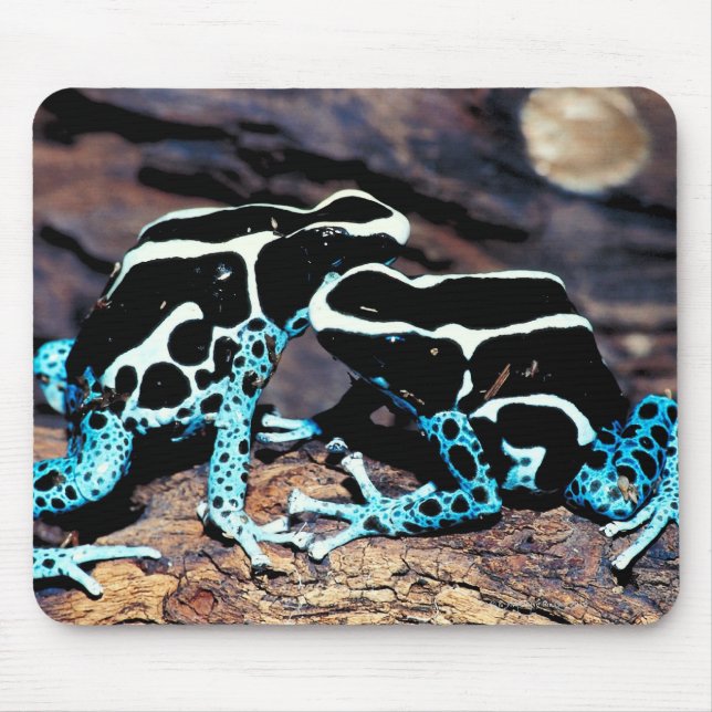 23898179 MUSMATTA (Framsidan)